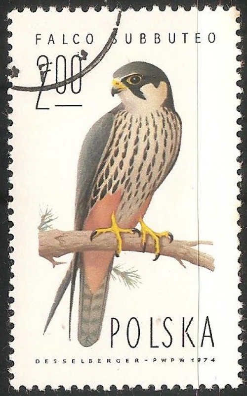 Falco subbuteo-halcon