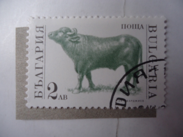 Fauna: Búfalo (Yvert/Bulgaria:3448)