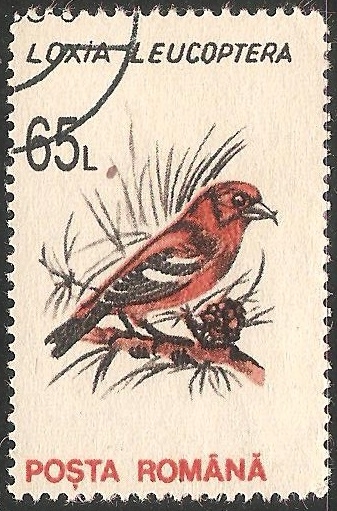 Loxia leucoptera