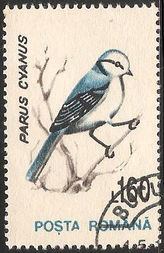 Parus cyanus-herrerillo azul