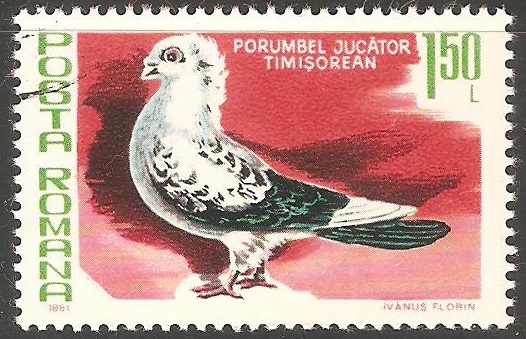 Porumbel jucator timisorean-paloma