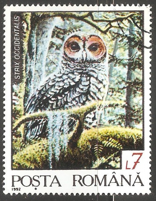 Strix occidentalis-bho manchado