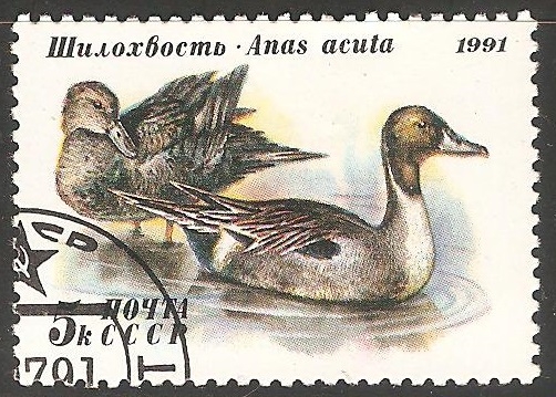 Greylag geese-ganso silvestre 