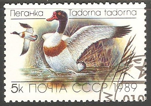 Tadorna tadorna-Pato-blanco