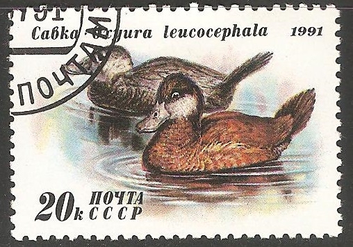 Cabka 0xyura leucocephala-pato-de-rabo-alçado