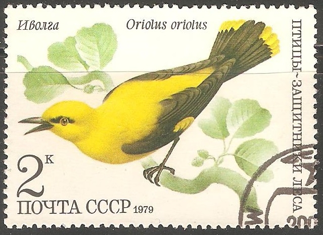 Oriolus oriolus-oropéndola europea