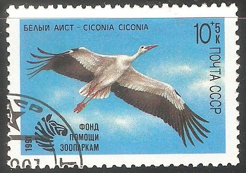 Ciconia ciconia-cigüeña blanca 
