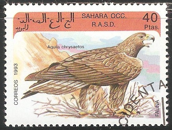Aquila chrysaetos-águila real
