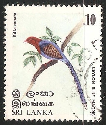 Ceylon blue magpie-urraca azul
