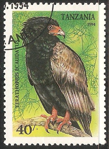 Terathopius ecaudatus-águila volatinera