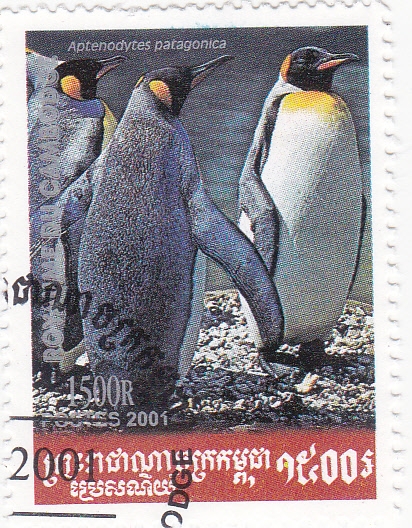 pingüinos