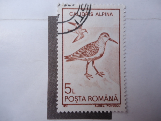 Calidris Alpina.