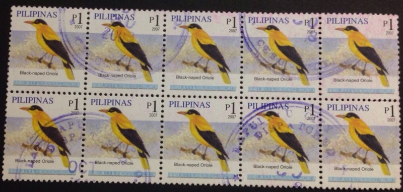 Black-naped  Oriole