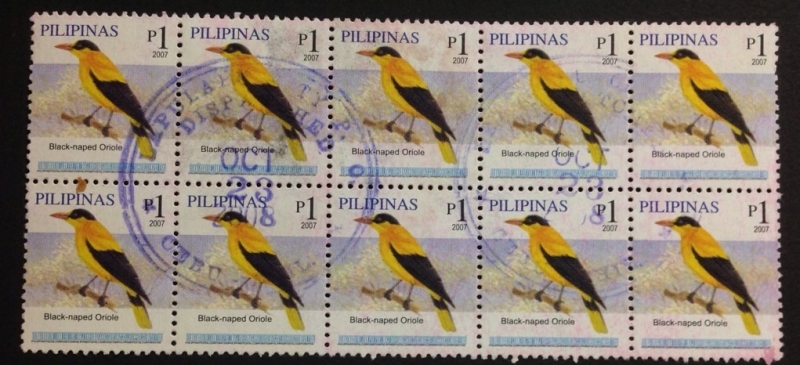 Black-naped  Oriole