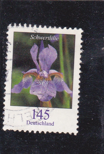 flores-schwertlilie