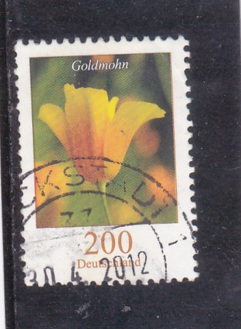 flores-goldmohn