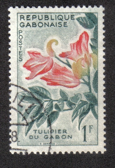 African Tulip Tree (Spathodeum campanulata)