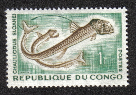 Chauliodus sloaneis (Brazzaville)