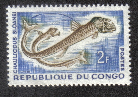 Chauliodus sloaneis (Brazzaville)