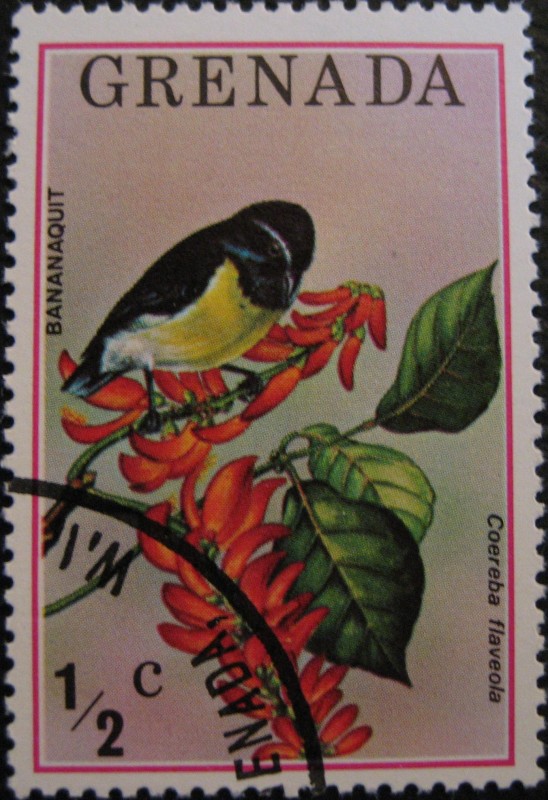 Bananaquit