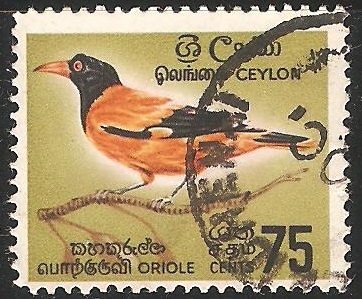 Baltimore Oriole