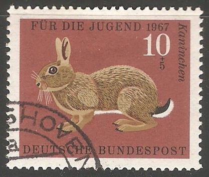 Kaninchen-Conejo 
