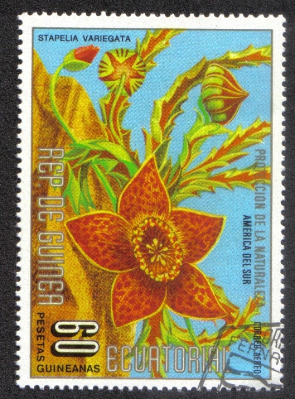 Flowers (II) South American