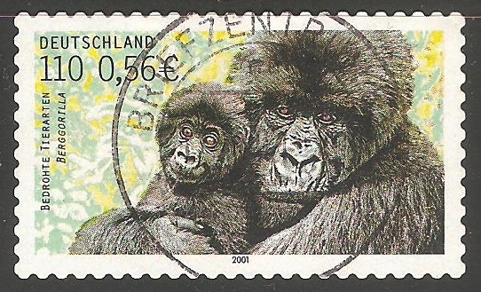 Berggorilla-Gorila de montaña 