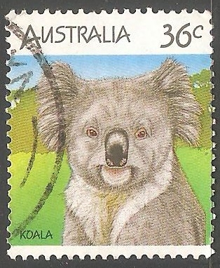 Koala