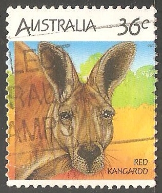 Red kangardo-canguro rojo