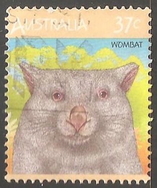 Wombat-