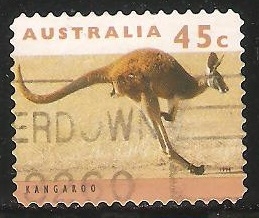  kangaroo-Canguro 