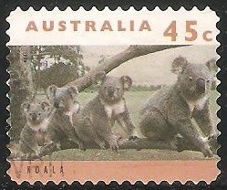 Koala