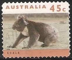 Koala