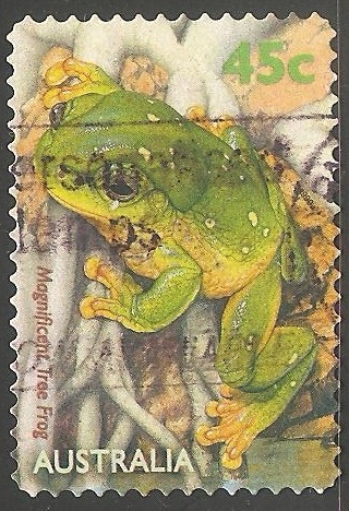 Magnificent tree frog-rana arborícola