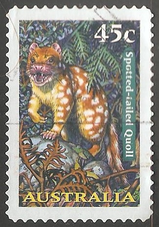 Spotted tailed quoll-quoll tigre