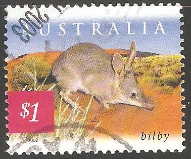 Bilby-conejo grande 