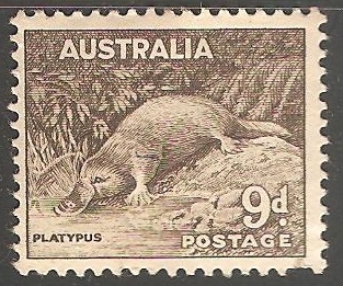 Platypus-ornitorrinco 