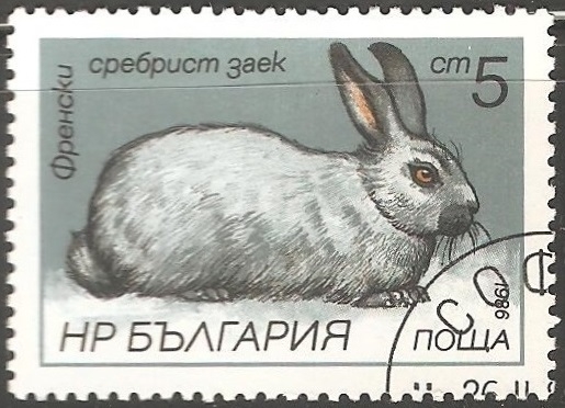 French Silver Rabbit-conejo