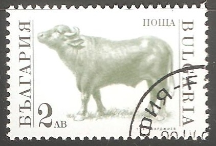 Bos primigenius taurus-toro