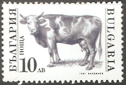 Bos primigenius taurus-toro