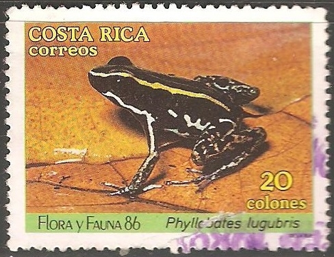 Phyllobates lugubris-