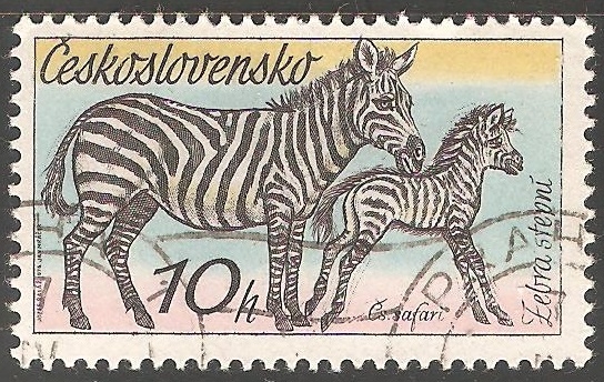 Zebra stepni-Cebra de los llanos 