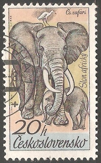 Slon africky-elefante africano