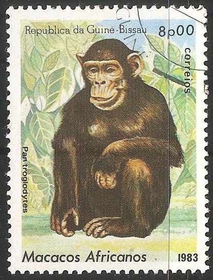 Macacos africanos- mono