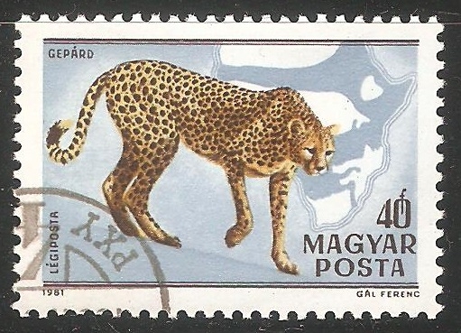 Gepard-guepardo