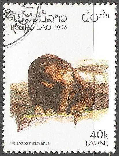 Helarctos malayanus-oso malayo