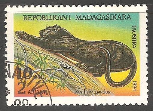 Panthera pardus- leopardo