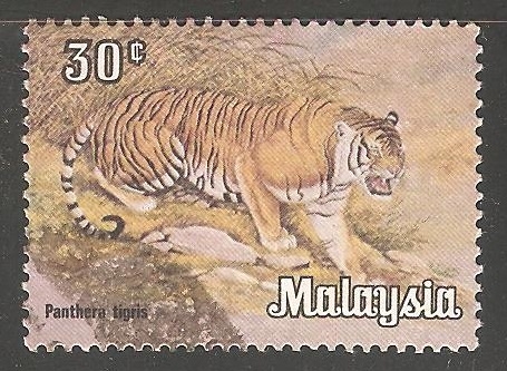 Panthera tigris-tigre