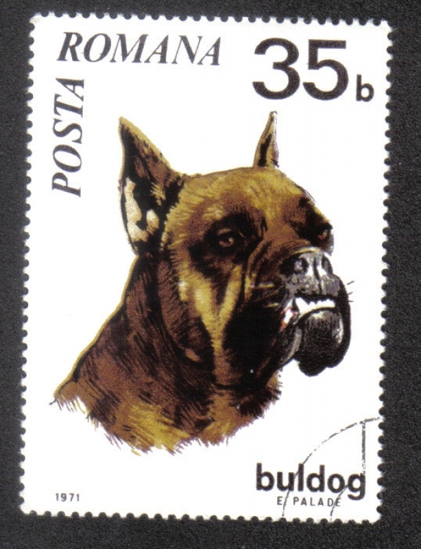 Perros 71, German Boxer (Canis lupus familiaris)